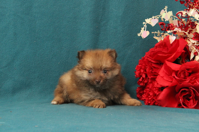 puppy, for, sale, Pomeranian, Matthew B. Stoltzfus, dog, breeder, Gap, PA, dog-breeder, puppy-for-sale, forsale, nearby, find, puppyfind, locator, puppylocator, aca